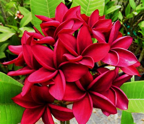 dark red frangipani.